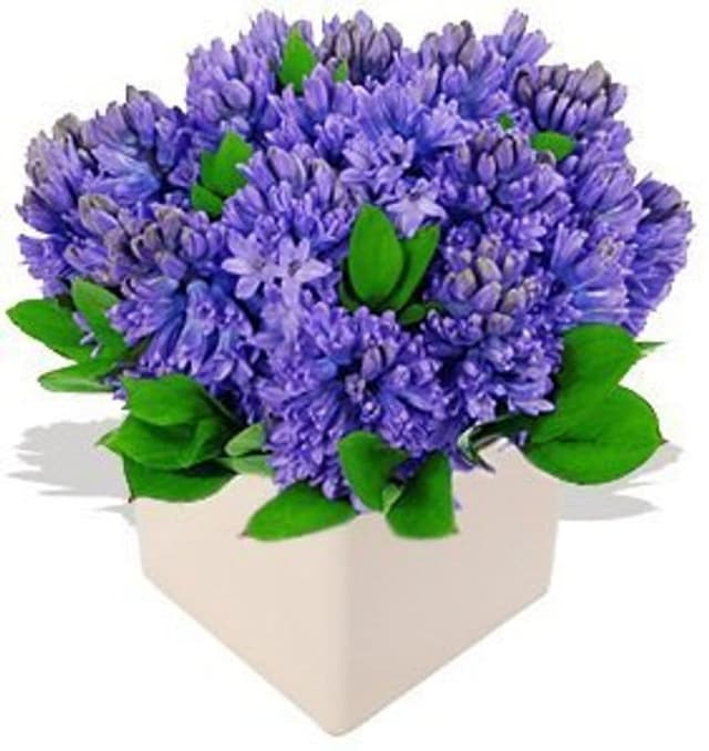 Композиция из Гиацинтов «Голубой гиацинт в кубе»