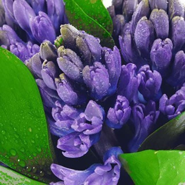 Композиция из Гиацинтов «Голубой гиацинт в кубе»