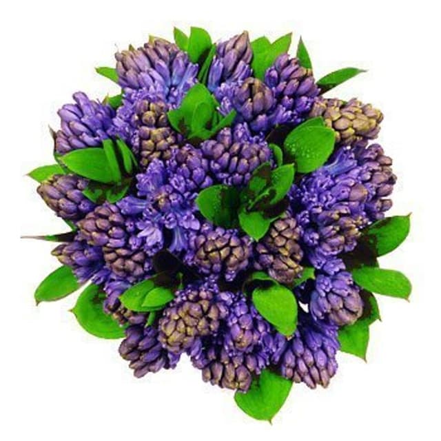 Композиция из Гиацинтов «Голубой гиацинт в кубе»