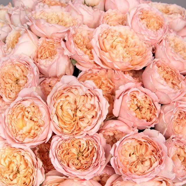 Букет из кустовых Роз Джульетта «Розовый сон»