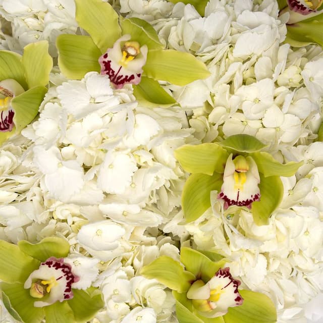 Букет из Гортензий и Орхидей «Солнечный блюз»