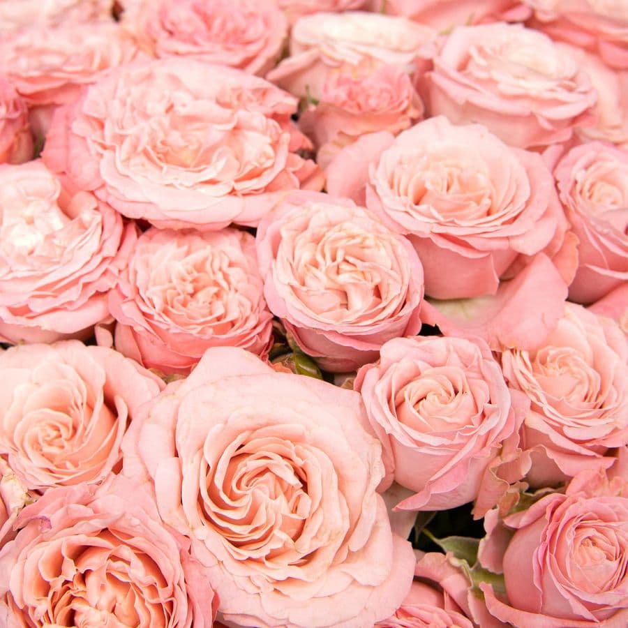 Букет из кустовой пионовидной Розы «Парижский поцелуй»