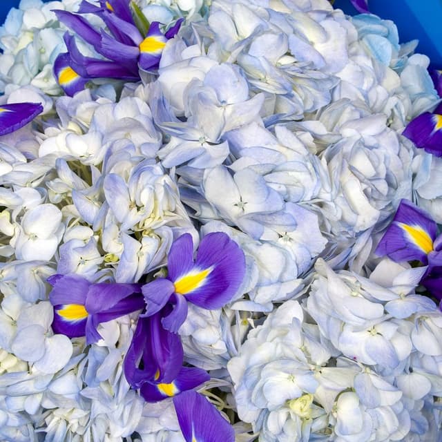 Букет из Ирисов и Гортензий «Тишина звёзд»