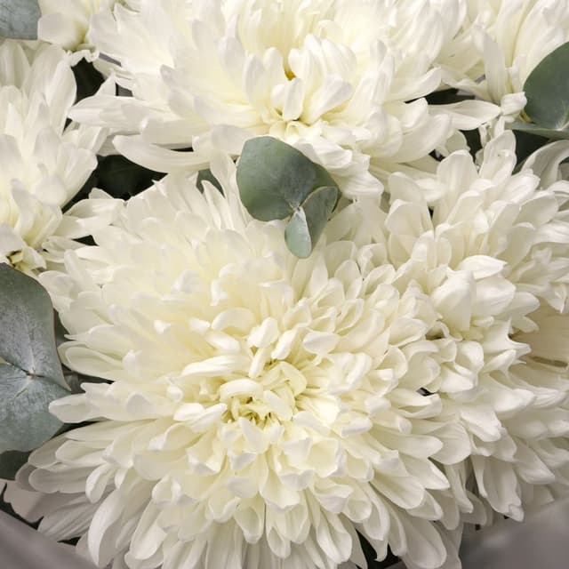 Букет Хризантем «Глоток воздуха»