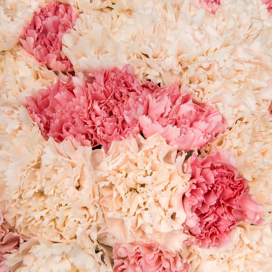 Букет из Гвоздик «Большое счастье»