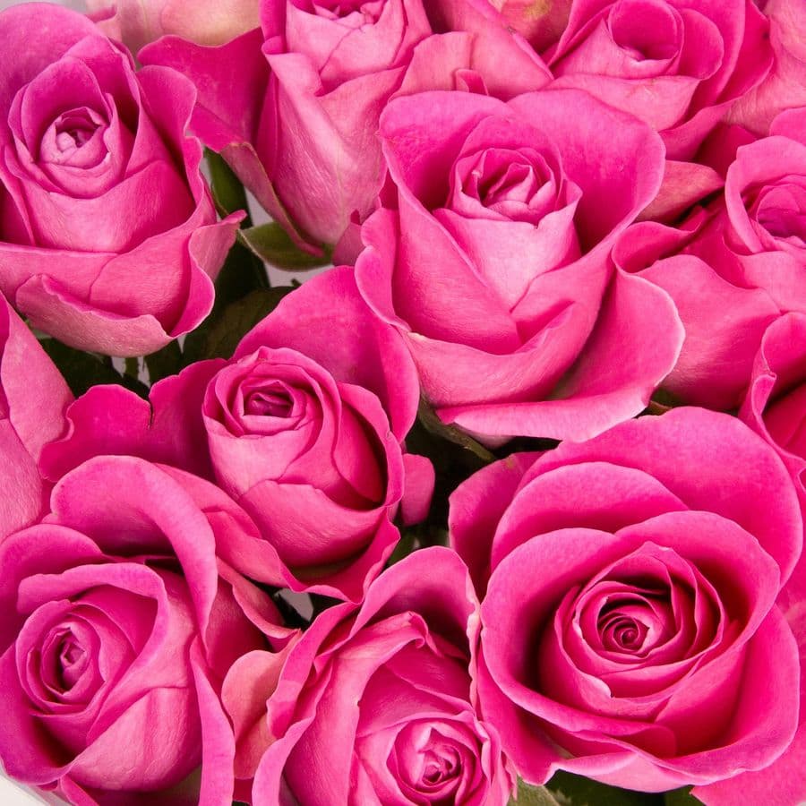 Букет Роз Кения 15 шт «Сердце бьётся»