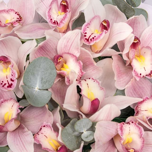 Букет из светло-розовых Орхидей «Звёздная тропа»