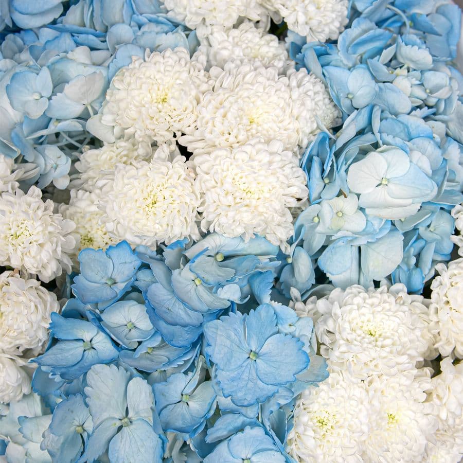 Букет из Гортензий и Хризантем Сантини «Северная нежность»