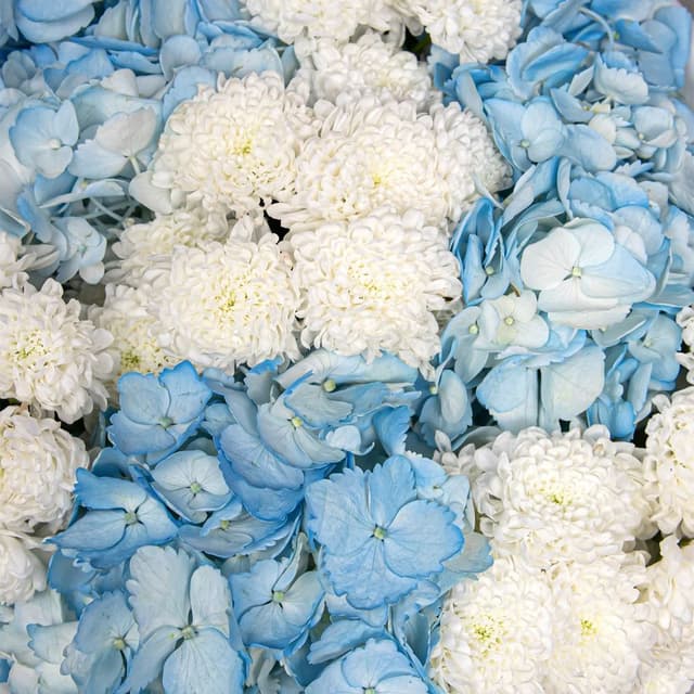 Букет из Гортензий и Хризантем Сантини «Северная нежность»