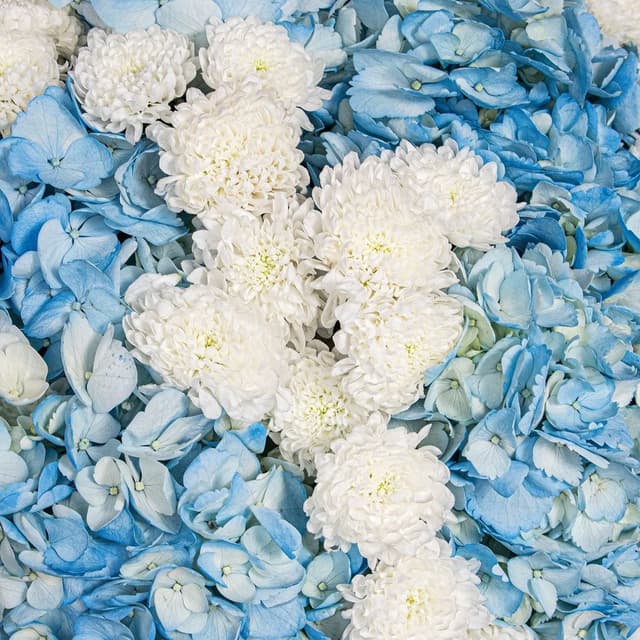 Букет из Гортензий и Хризантем Сантини «Сказка о небе»