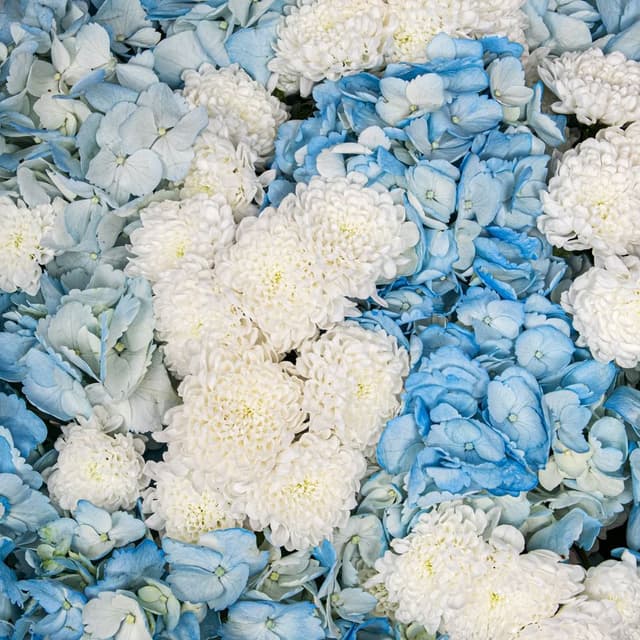 Букет из Гортензий и Хризантем Сантини «Объятия ветра»