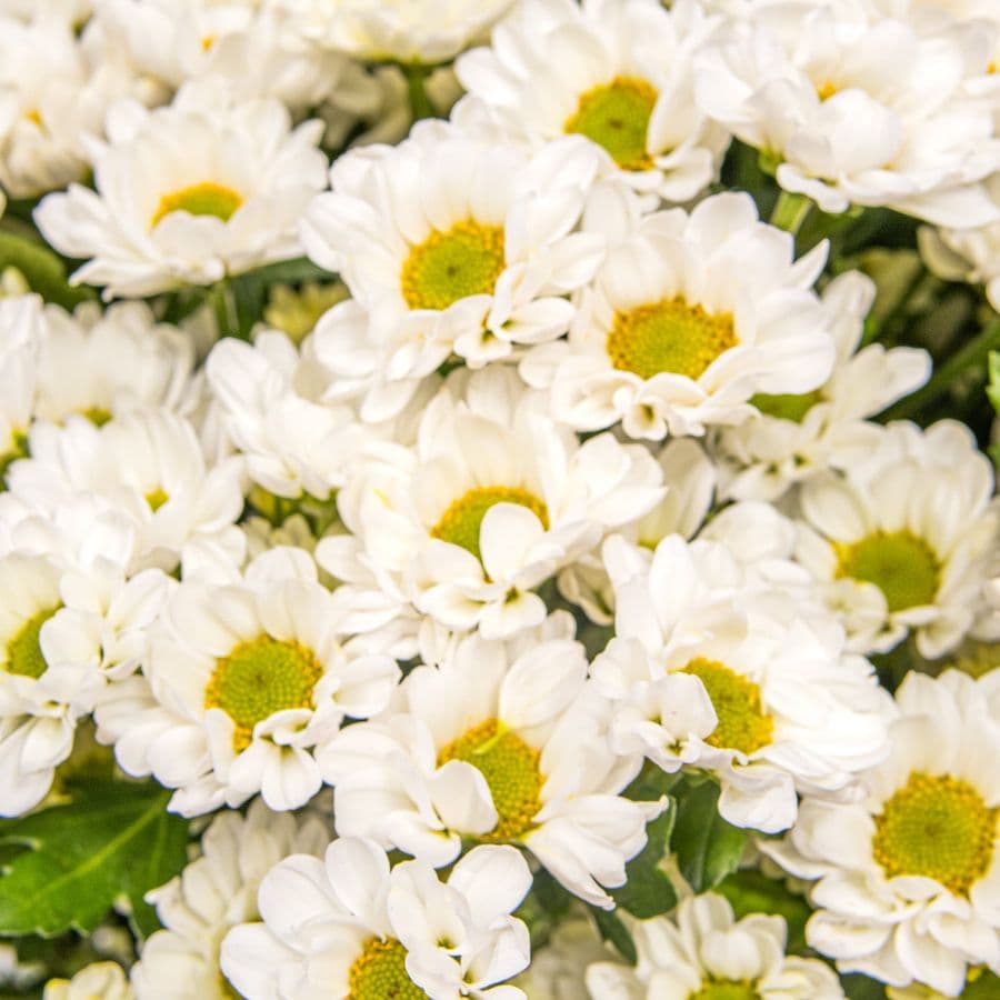 Букет Хризантем Сантини «Нежный день»