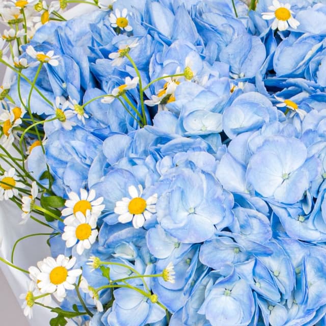 Букет из Гортензий и Ромашек «Небесный луг»