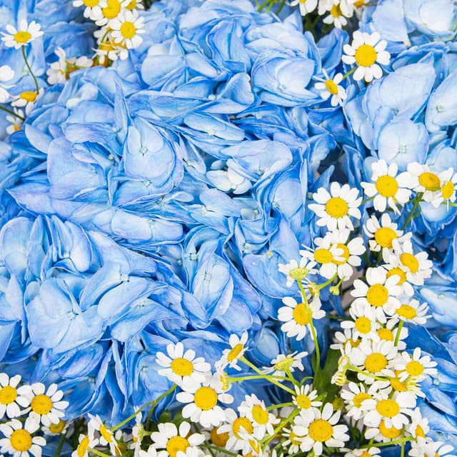 Букет из Гортензий и Ромашек «Улыбка лета»