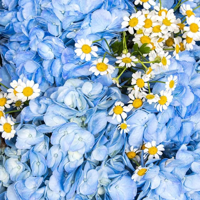 Букет из Гортензий и Ромашек «Небо в ромашках»