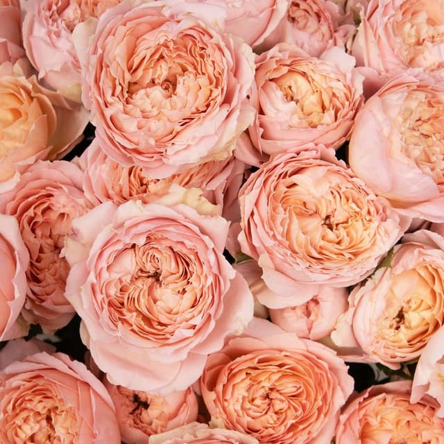 Букет из кустовых Роз Джульетта «Рассвет в Вероне»