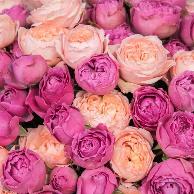 Букет Кустовых Роз «Малиновая заря»