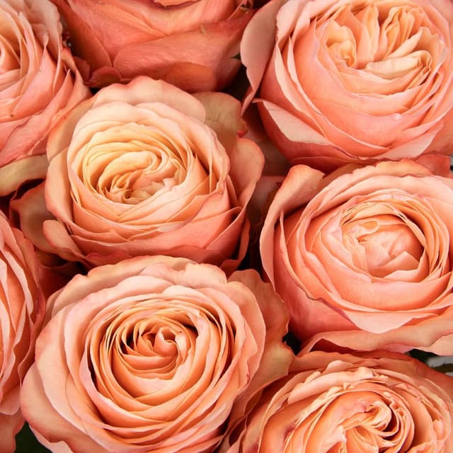 Букет Роз Эквадор 11 шт «Абрикосовый Рассвет»