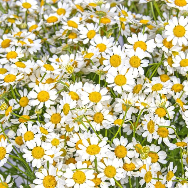 Букет Ромашек «Летняя Нежность»