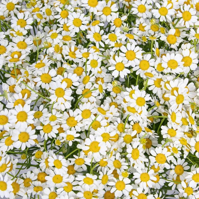 Букет Ромашек «Тепло лета»