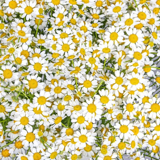 Букет Ромашек «Душа поля»