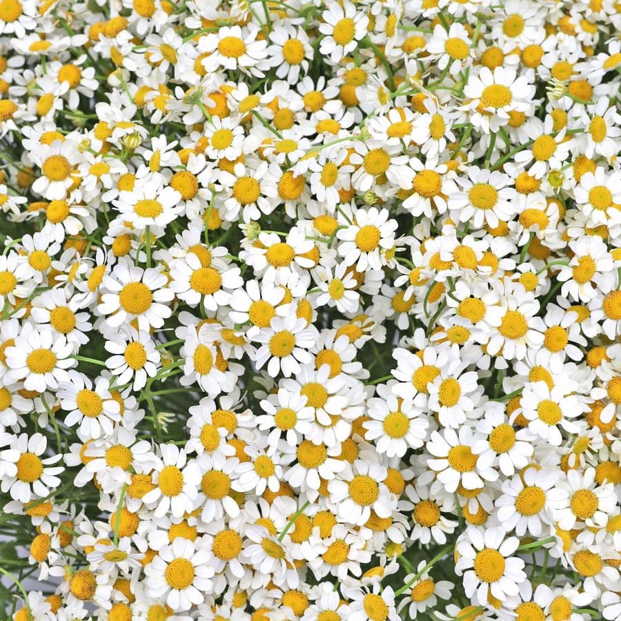 Букет Ромашек «Солнечная поляна»