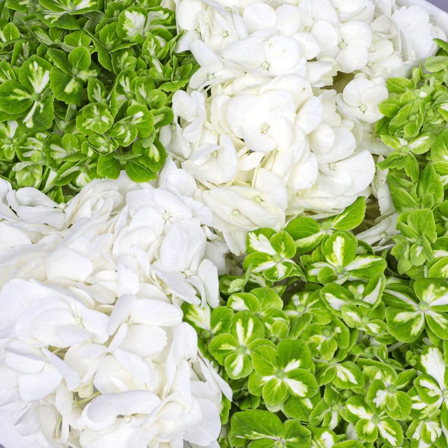 Букет из Гортензий «Мохито»