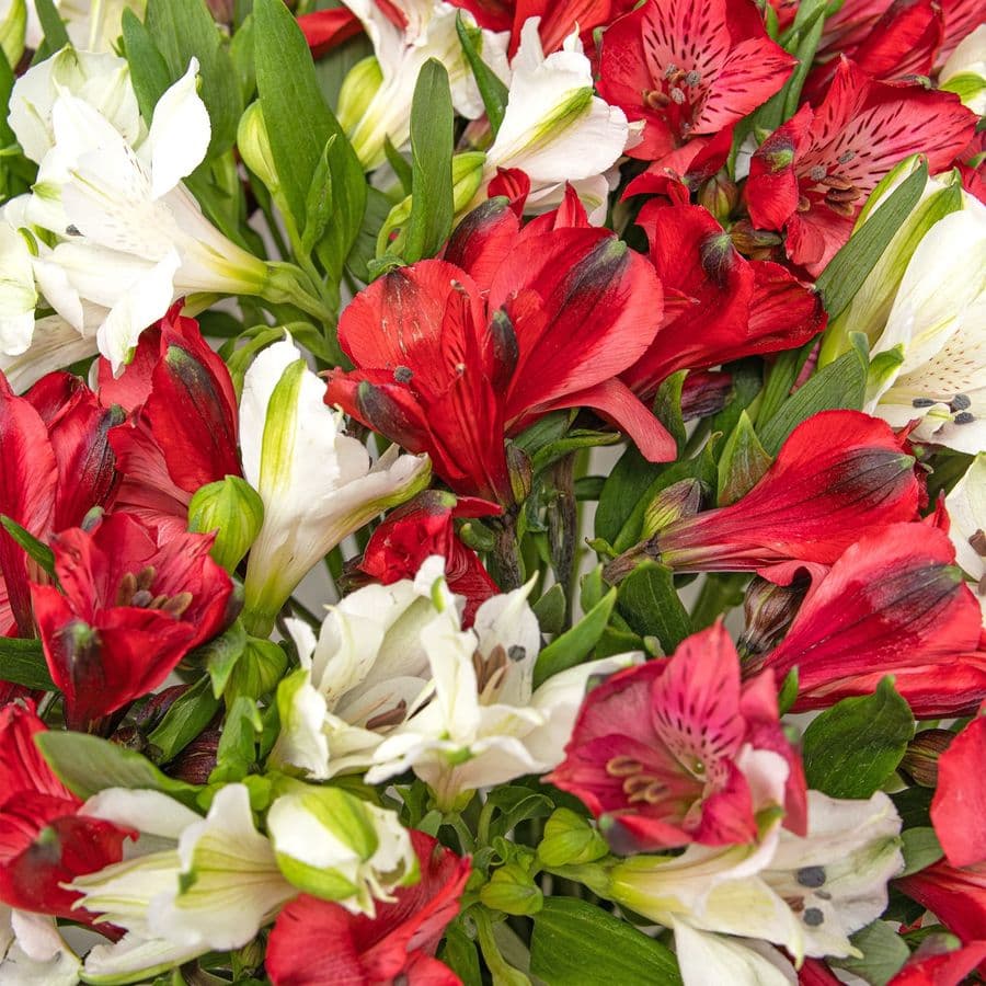 Букет Альстромерий «Клубничный Йогурт»