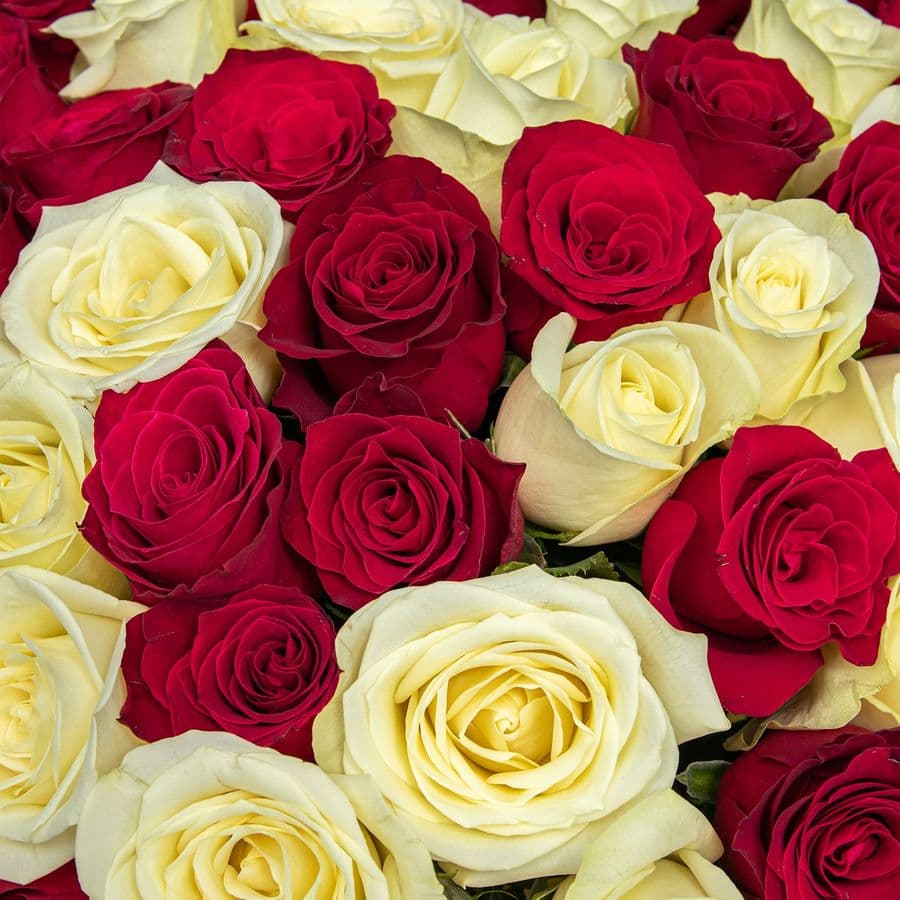 Букет Роз Кения 60 см 101 шт «Вихрь чувств»