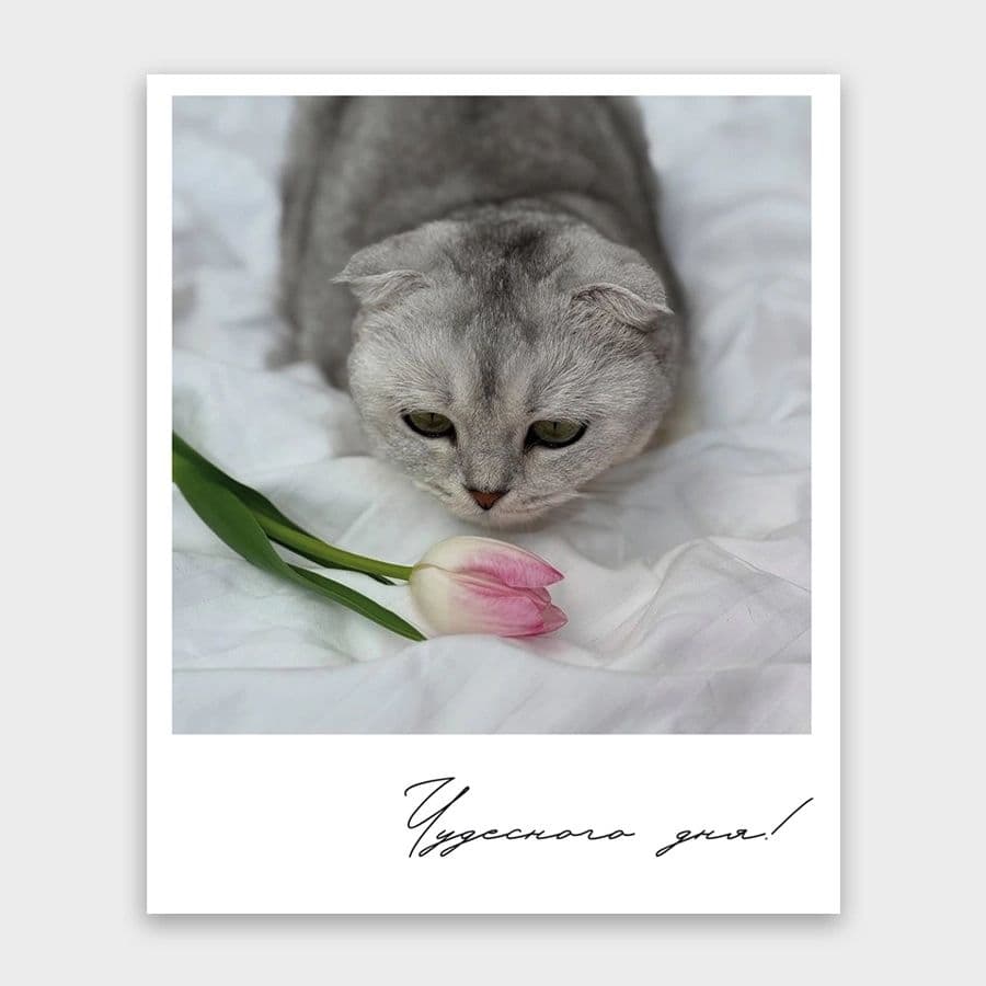 Открытка-фотокарточка «Чудесного дня!»