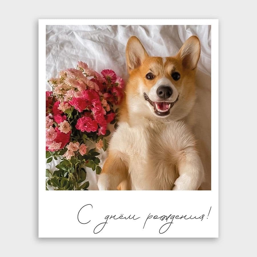 Открытка-фотокарточка с корги «С днём рождения!»