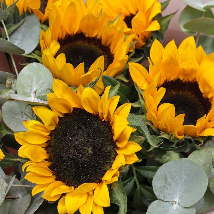 Букет из Подсолнухов и Эвкалипта «Золотое поле»