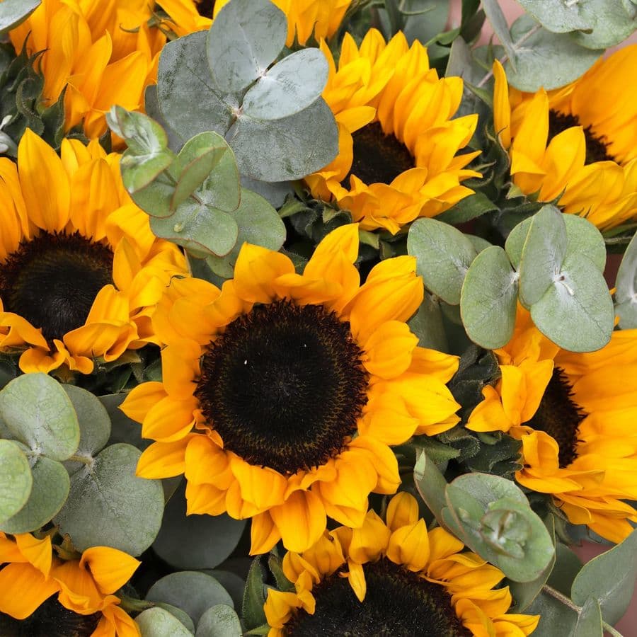 Букет из Подсолнухов и Эвкалипта «Летний свет»