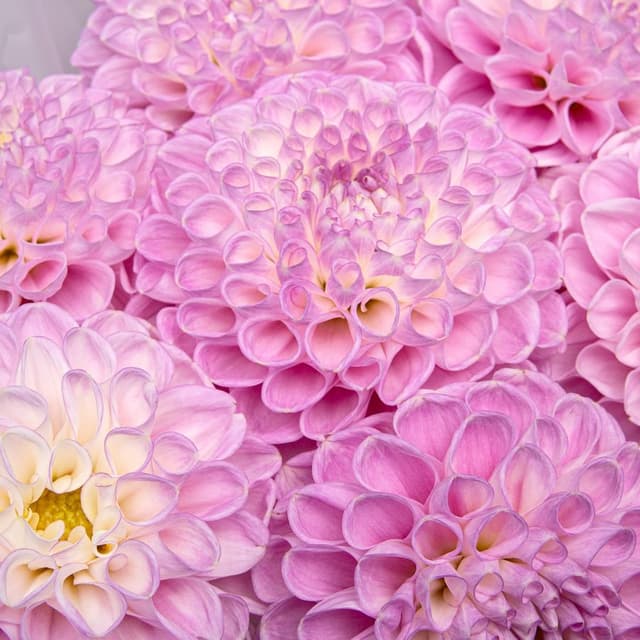 Букет из Георгин «Сладкий румянец»