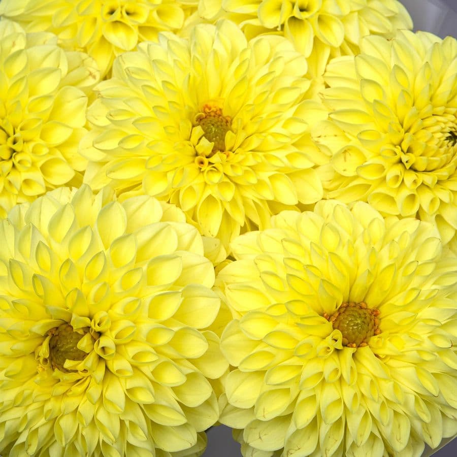 Букет из Георгин «Лимонный Бриз»