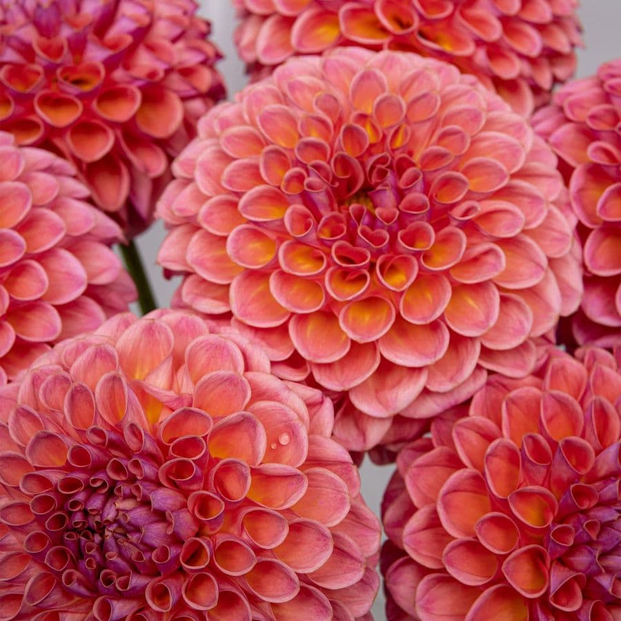 Букет из Георгин «Коралловая Мечта»