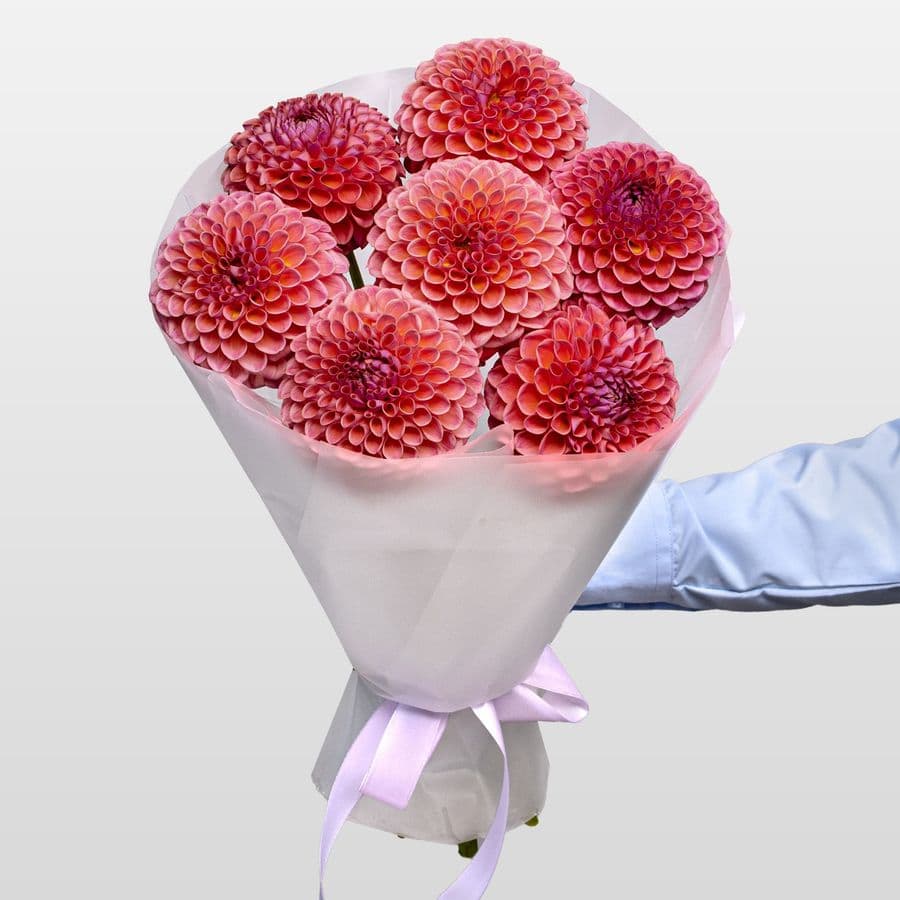 Букет из Георгин «Коралловая Мечта»