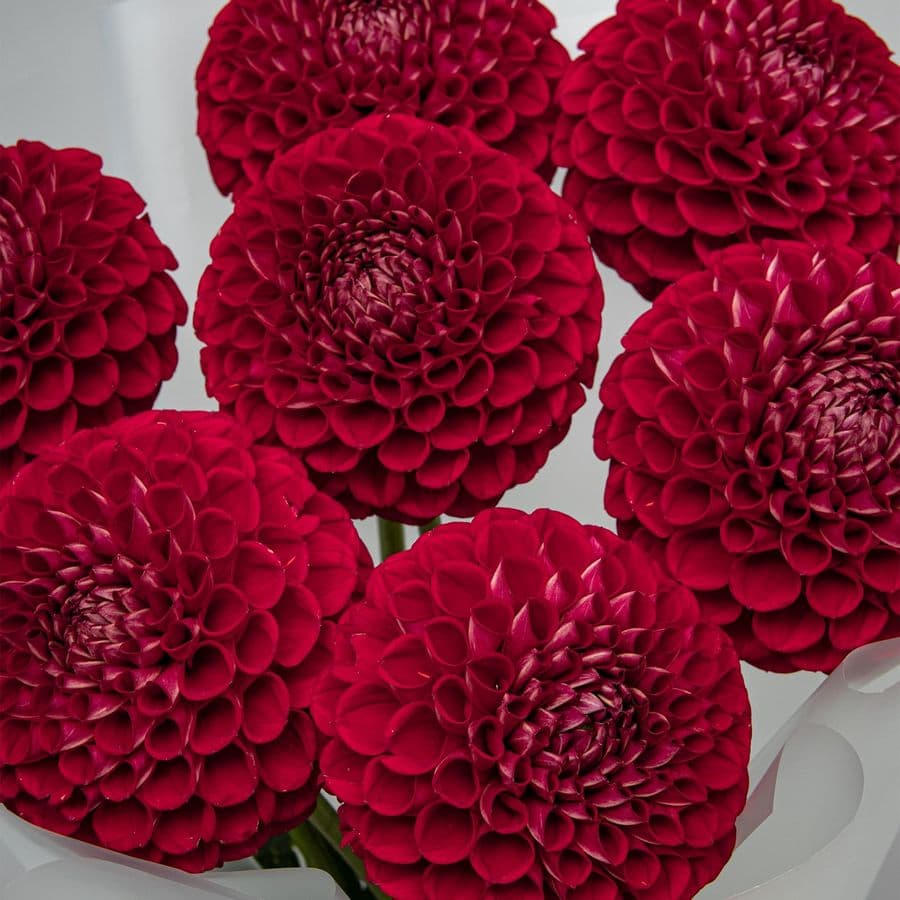 Букет из Георгин «Гранатовая роскошь»