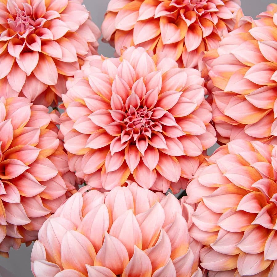 Букет из Георгин «Счастье Внутри»