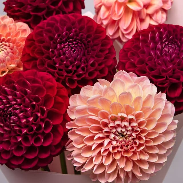 Букет из Георгин «Имбирный Глинтвейн»