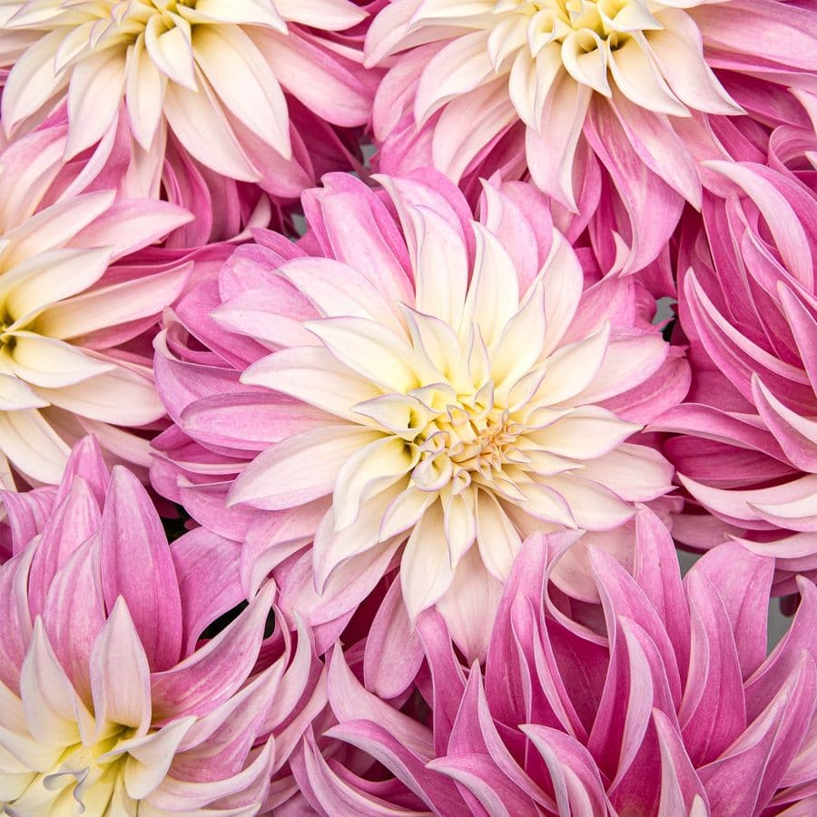 Букет из Георгин «Сахарное Облако»