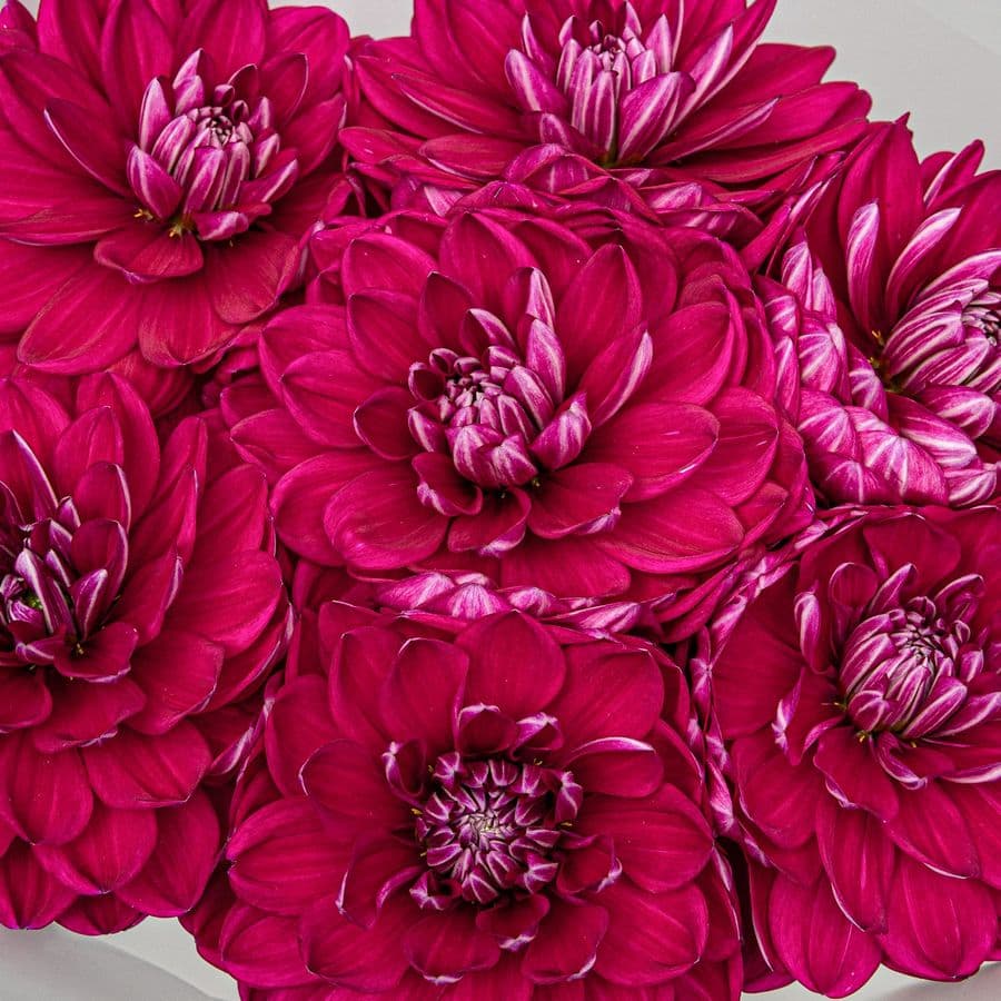 Букет из Георгин «Драгоценный Аметист»