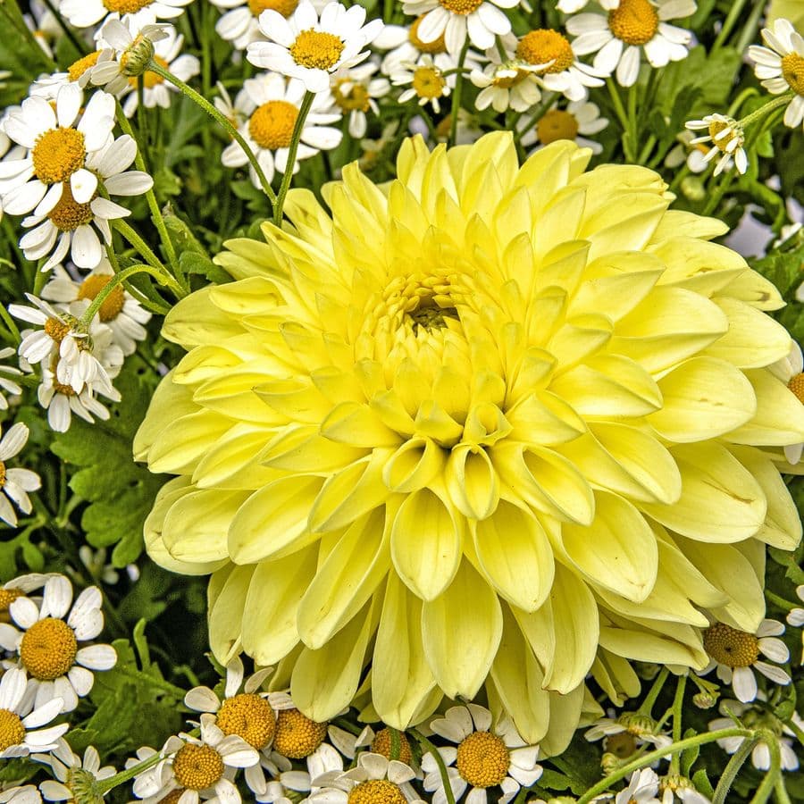 Букет из Георгин и Ромашек «Деревенский Шик»