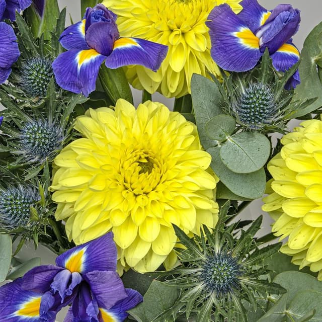 Букет из Георгин, Ириса и Эрингиума «Эпоха Возрождения»