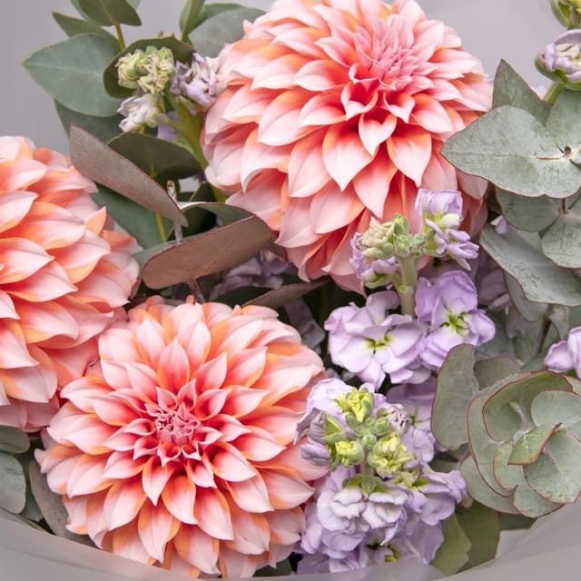 Букет из Георгин и Маттиолы «Садовые Сны»