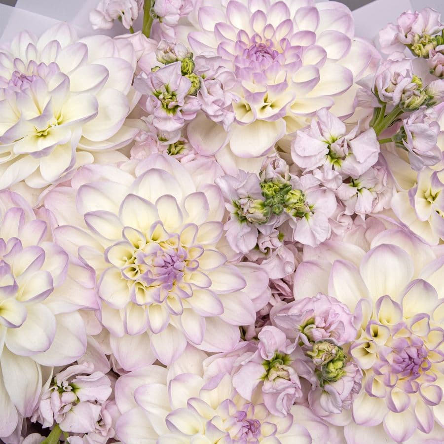 Букет из Георгин и Маттиол «Сиреневая Соната»