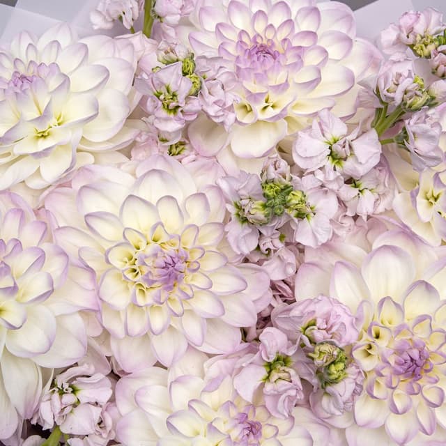 Букет из Георгин и Маттиол «Сиреневая Соната»