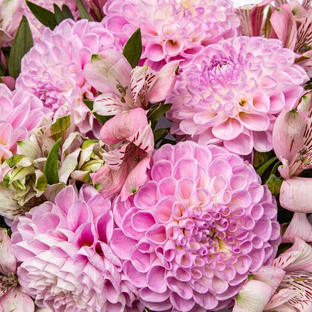 Букет из Георгин и Альстромерий «Пастельный Восторг»