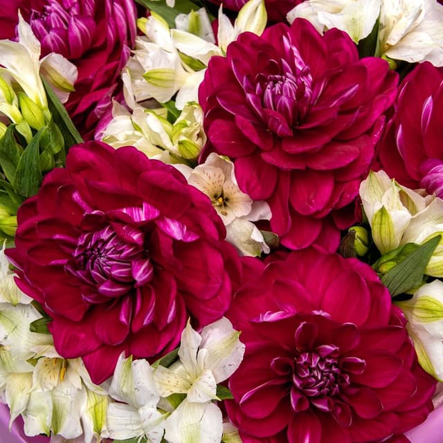 Букет из Георгин и Альстромерий «Ягодный Пломбир»