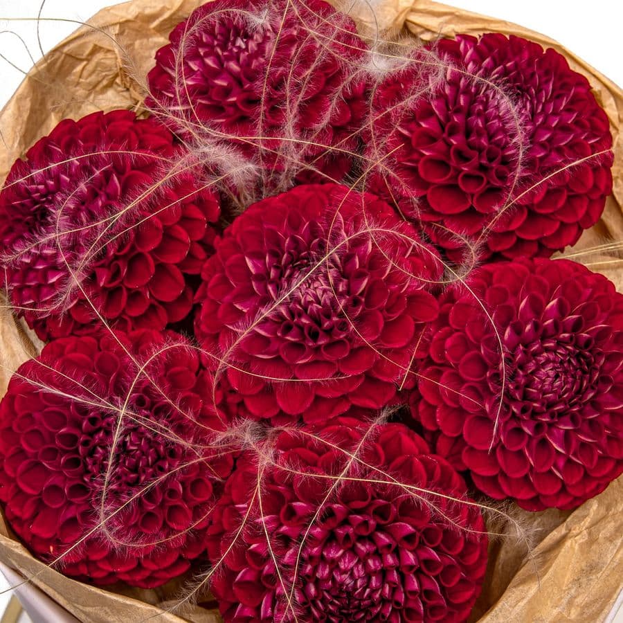 Букет из Георгин и Стифы «Королева Осени»